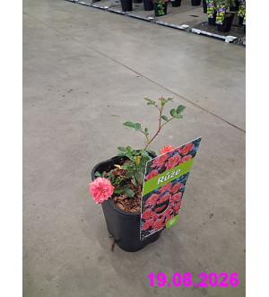 Rosa 'Heidesinfonie' C 1,4 L